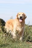 GOLDEN RETRIEVER 115